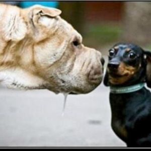 Meet your Posher, Francisco